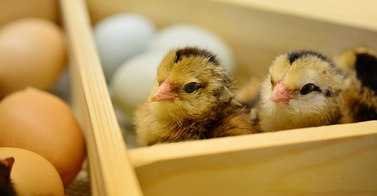 Duluan Ayam atau Telur? Ini Jawaban Konkret Pakar