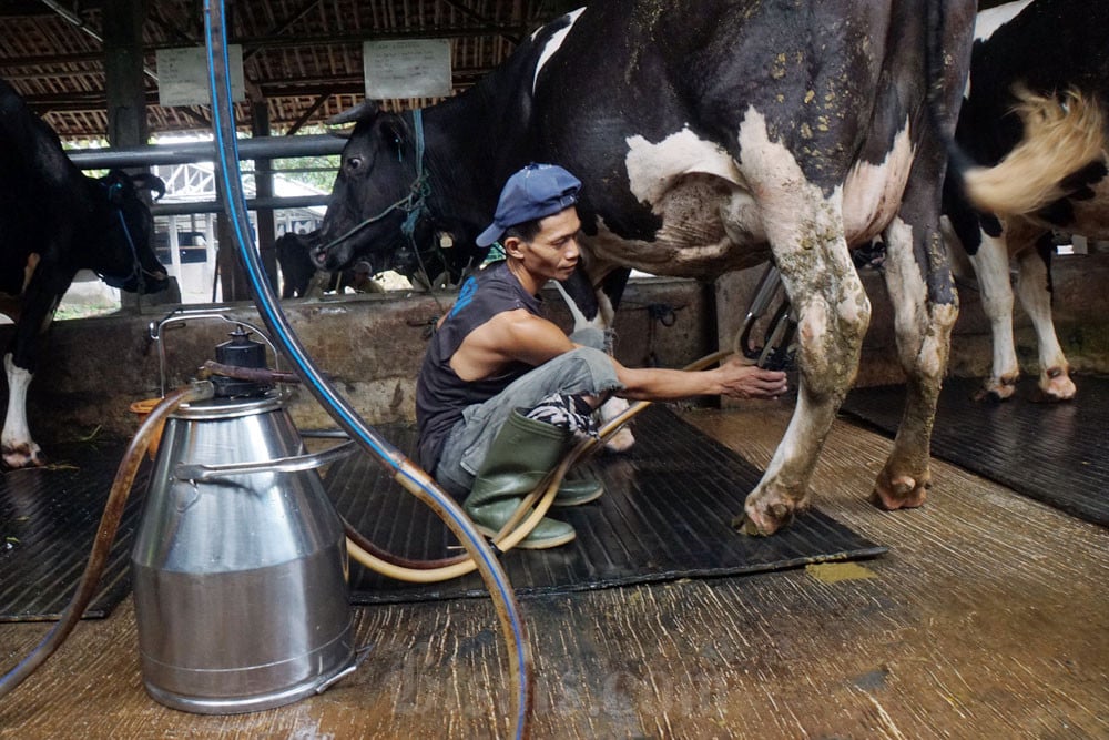 Mentan Ancam Cabut Izin Perusahaan yang Tak Serap Susu Lokal